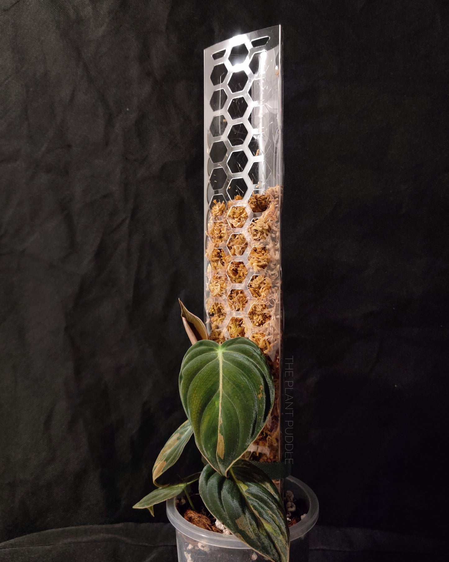 moss pole filled with sphagnum moss with philodendron