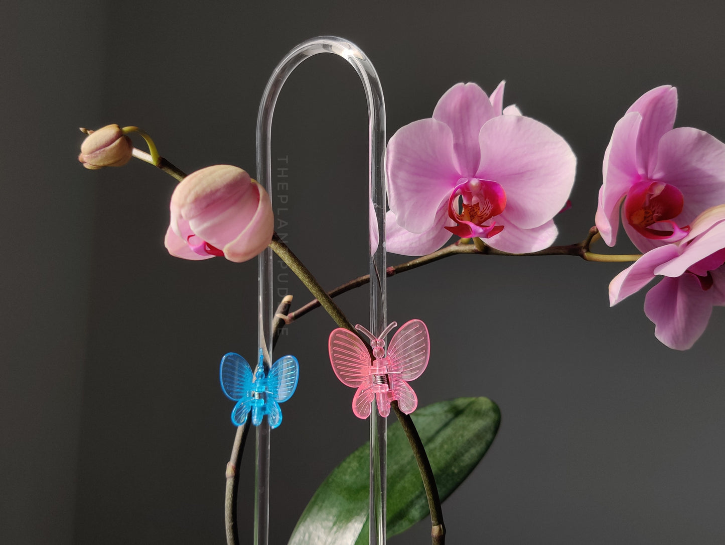 pink and blue butterfly clips on clear trellis with orchid plant ontario canada
