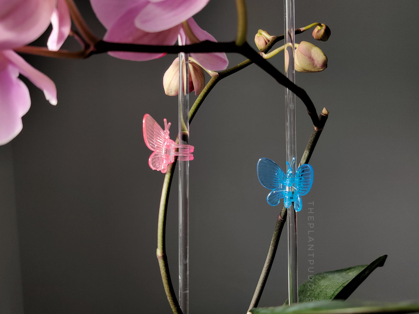 pink and blue butterfly clips holding an orchid plant to a clear trellis