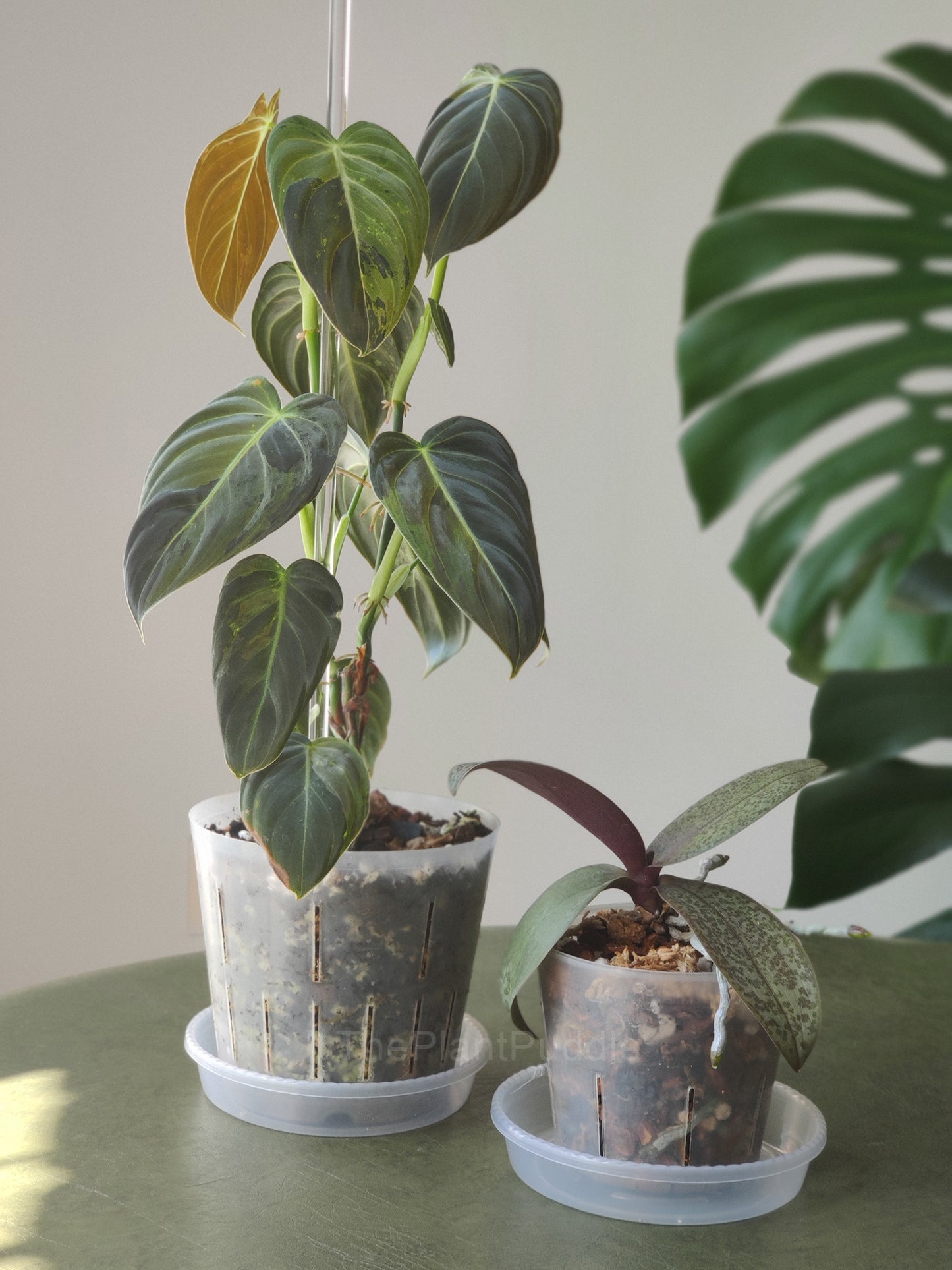 A philodendron plant and orchid plant in flexible pots and round drip saucers