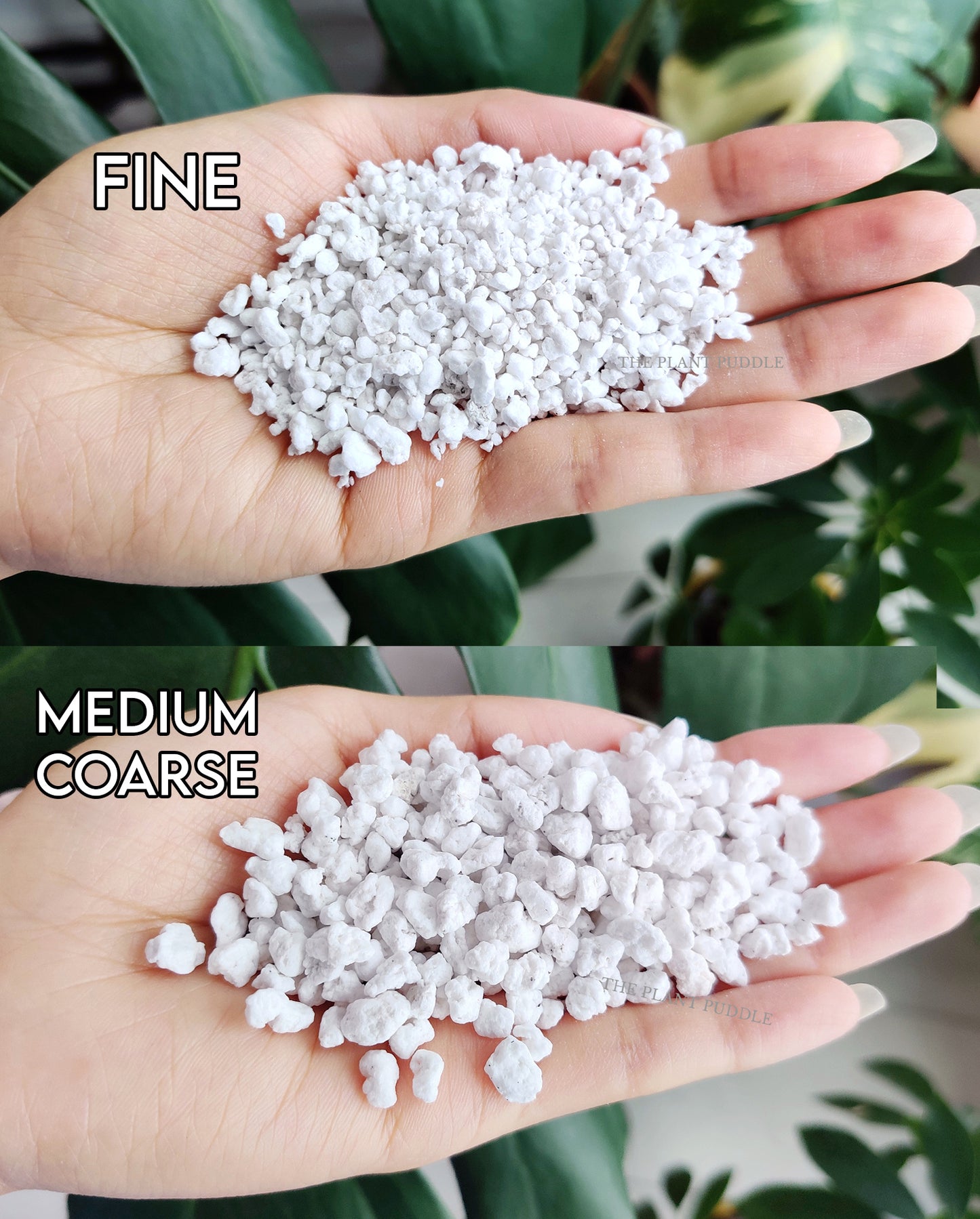 comparison of fine and medium coarse perlite in hand