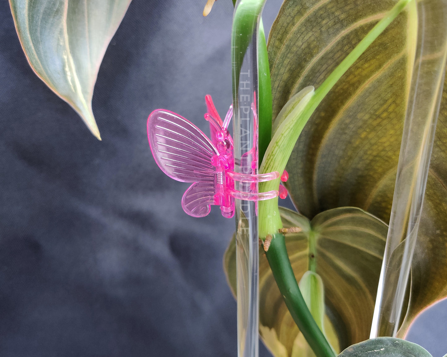 closeup of pink butterfly clip holding a philodendron plant to a clear trellis