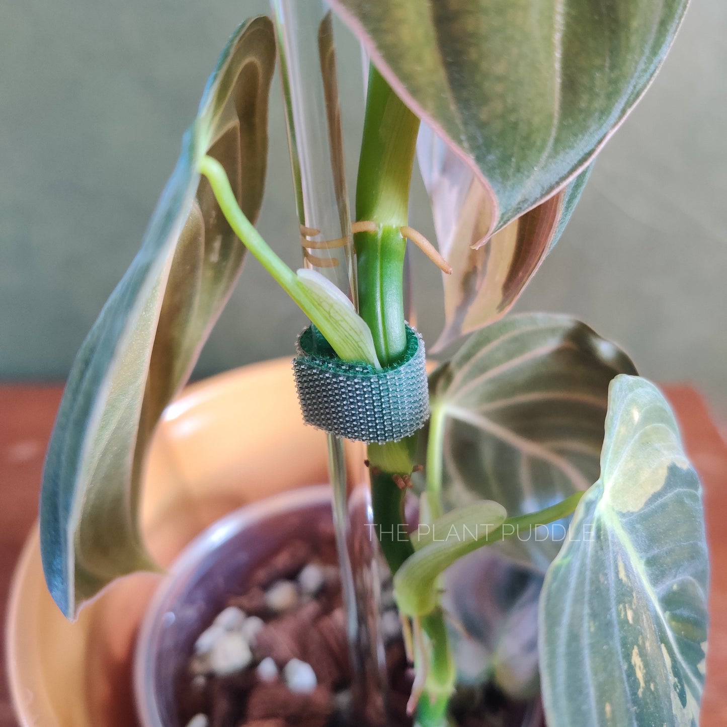 plant tape being used to secure a plant stem with trellis