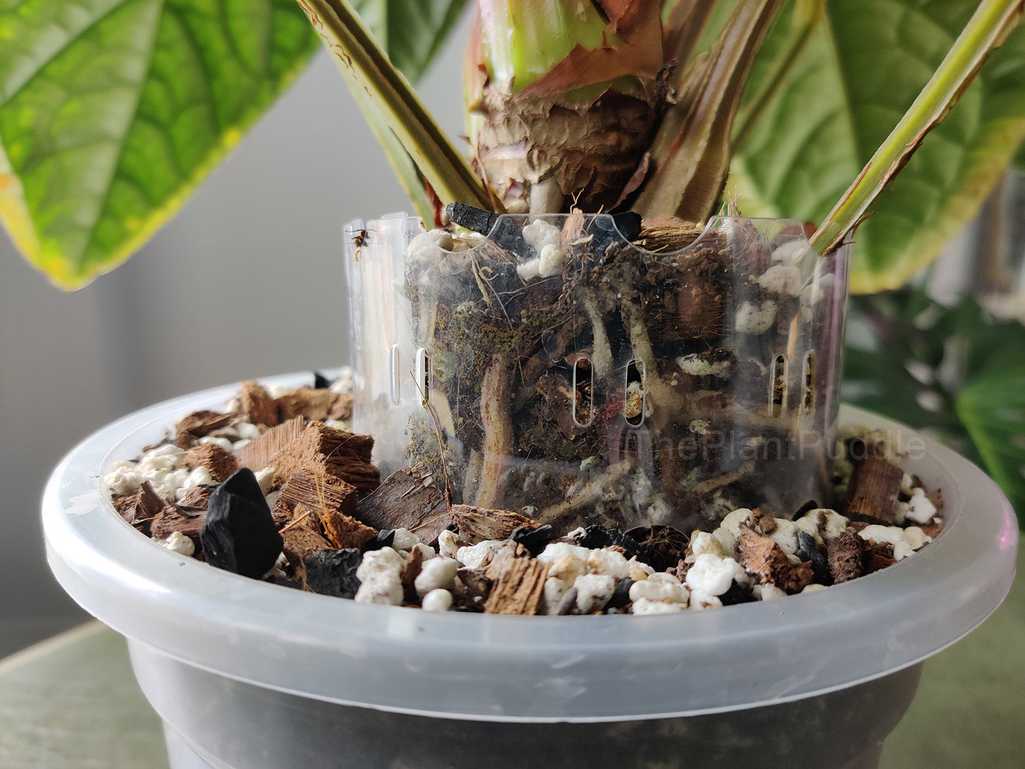 clear plant pot extender being used to encourage root growth on an anthurium plant