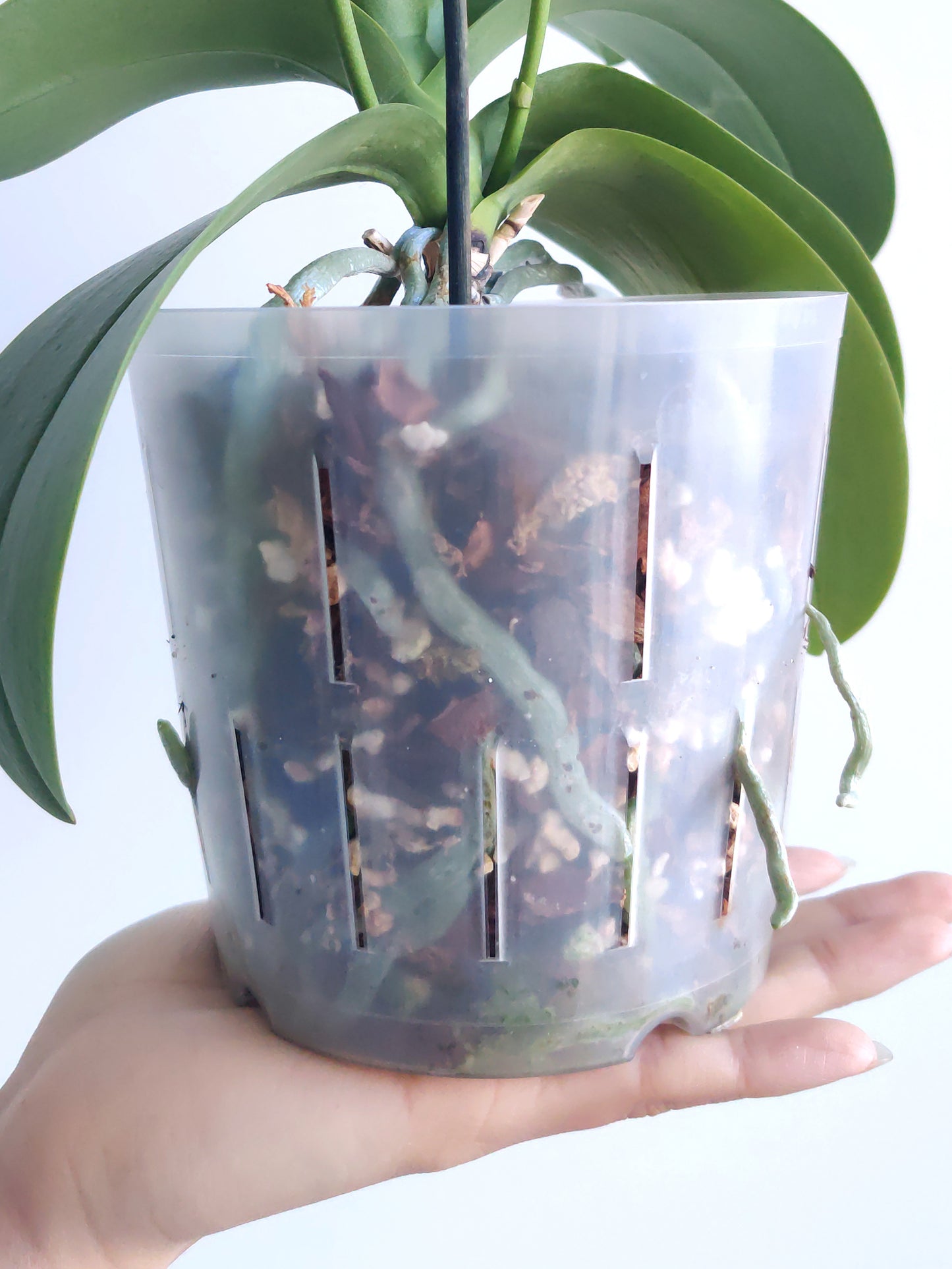 orchid mix used with a high drainage clear pot for a mini phalaenopsis