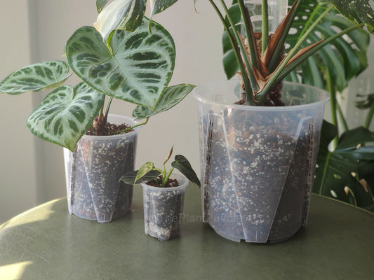 Clear Pots for Indoor Plants: Pros, Cons, and What to Know Before Using Them