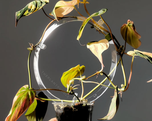 clear acrylic circle trellis with philodendron micans