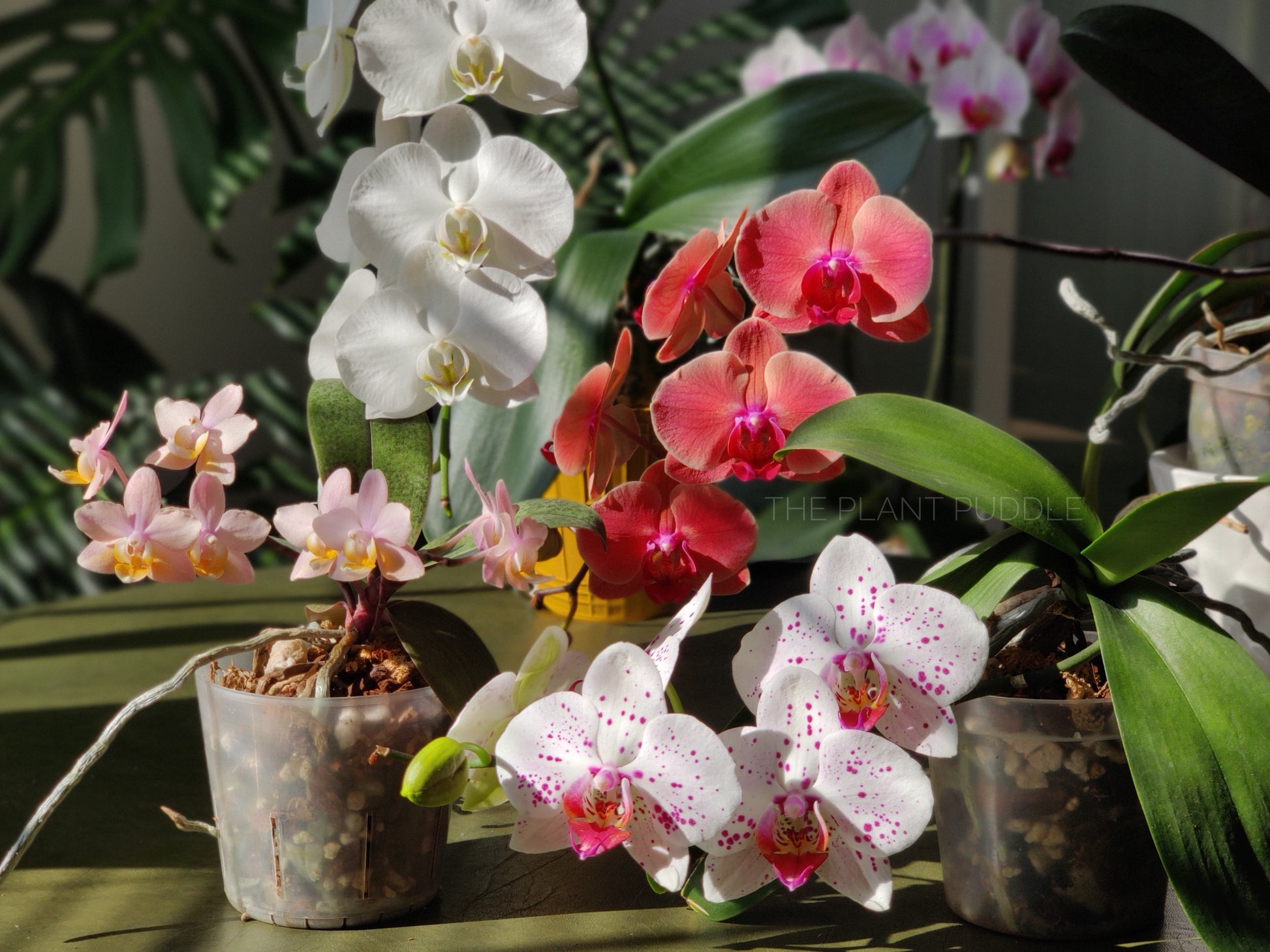 phalaenopsis monterey dark imperial orchid potting mix Orchid Potting Mix
