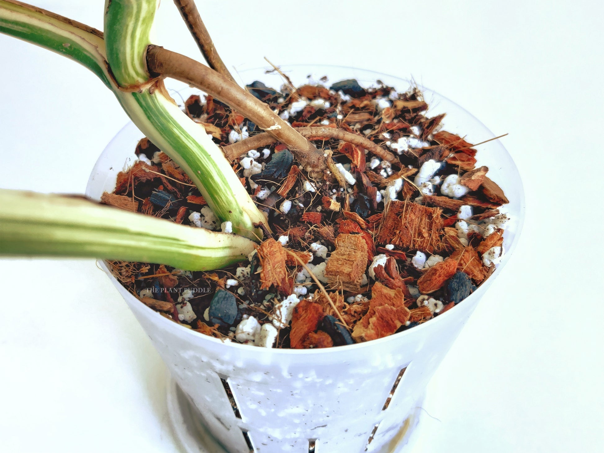 view of base of monstera plant rooted in aroid mix