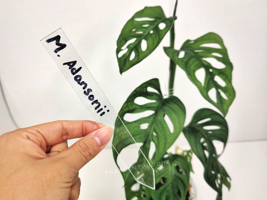 clear acrylic plant label with "M.Adansonii" written in black marker