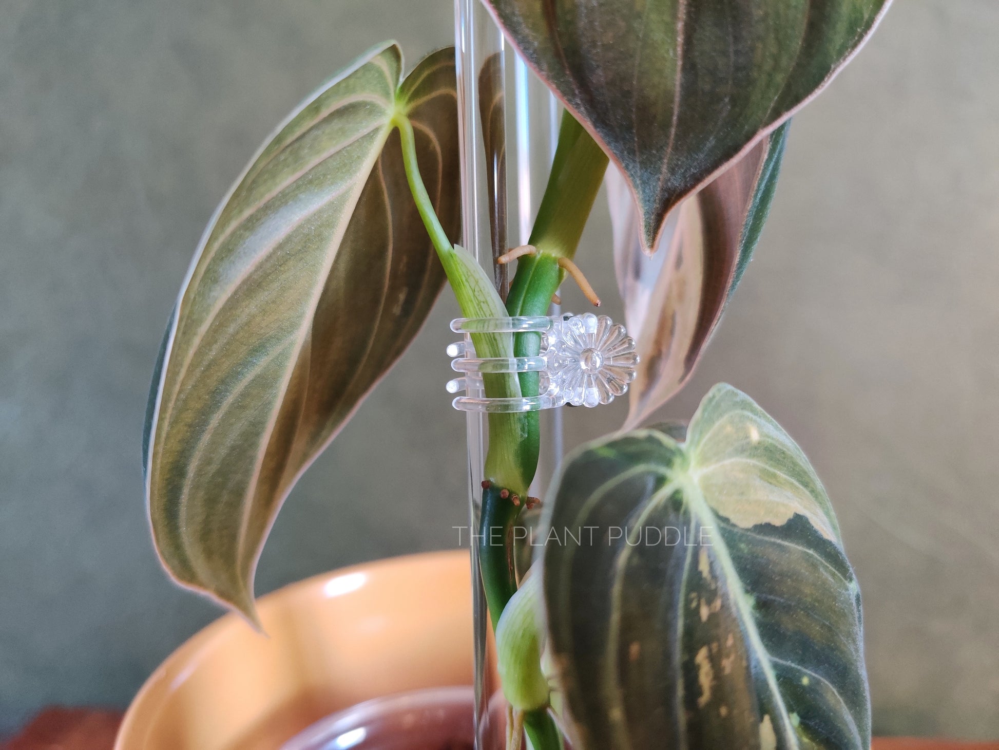 clear flower clip holding philodendron plant to clear trellis