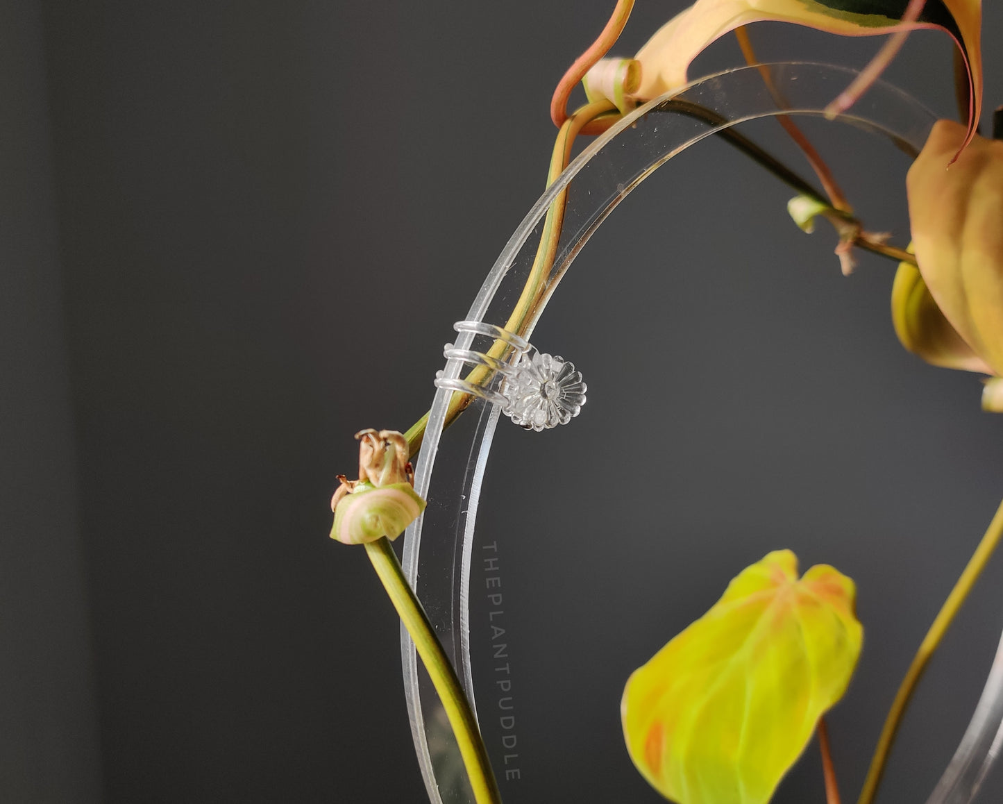 1 clear flower clip holding a philodendron micans plant to a trellis