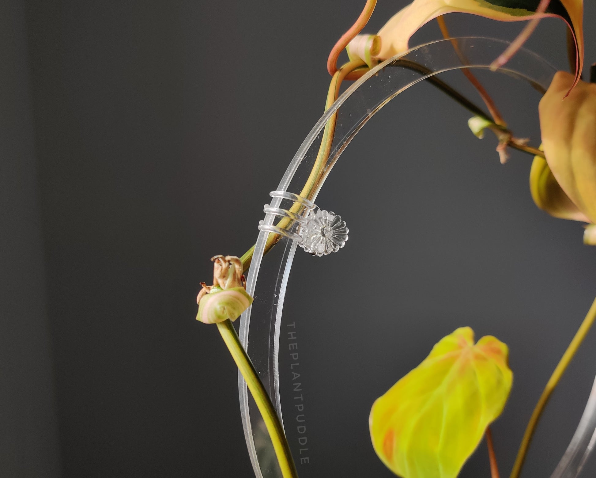1 clear flower clip holding a philodendron micans plant to a trellis