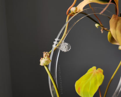 1 clear flower clip holding a philodendron micans plant to a trellis