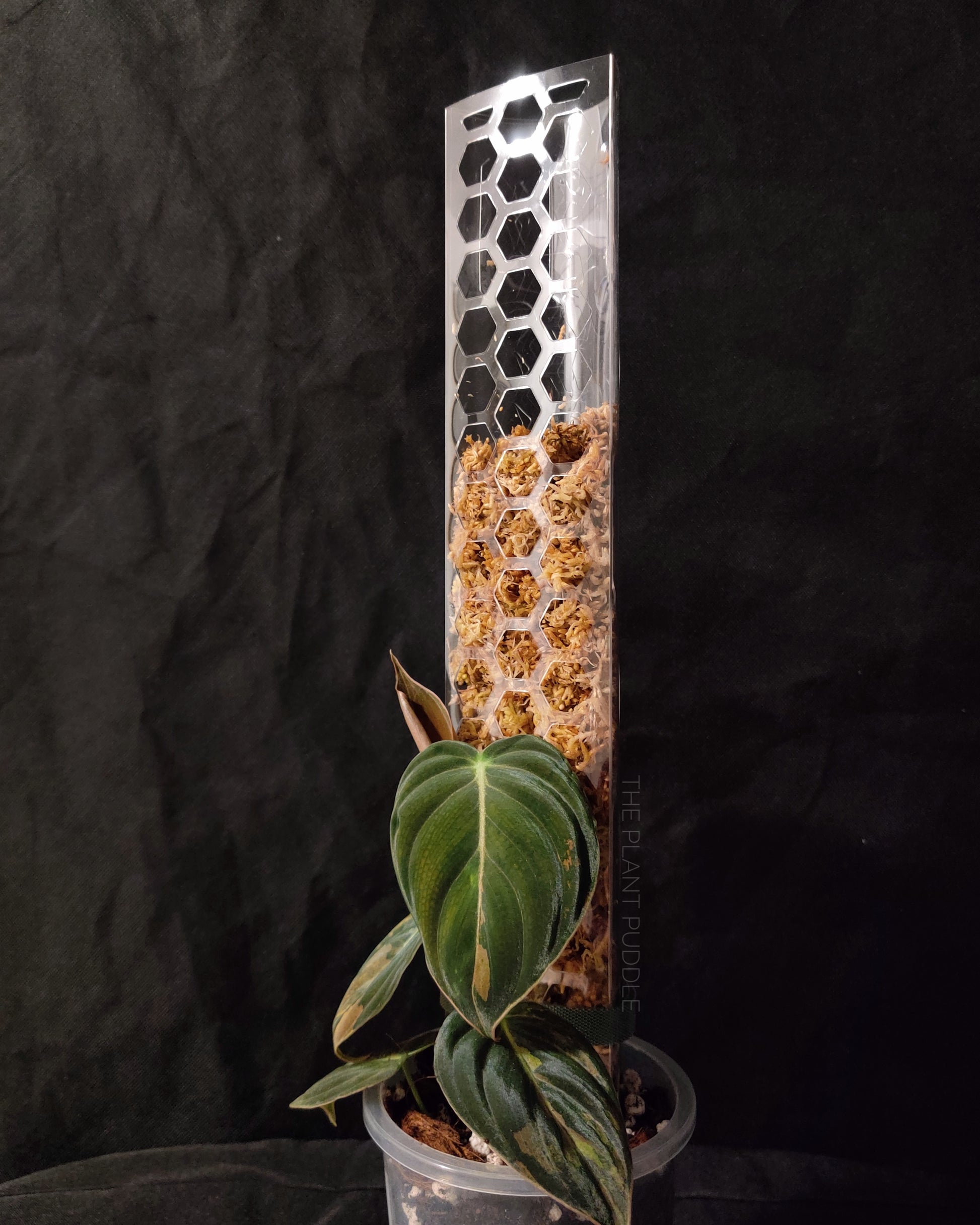 moss pole filled with sphagnum moss with philodendron