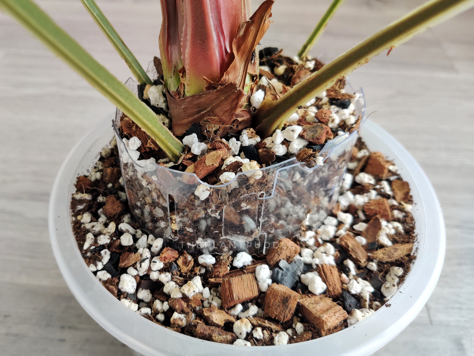 example of how a pot extender is used with an anthurium plant