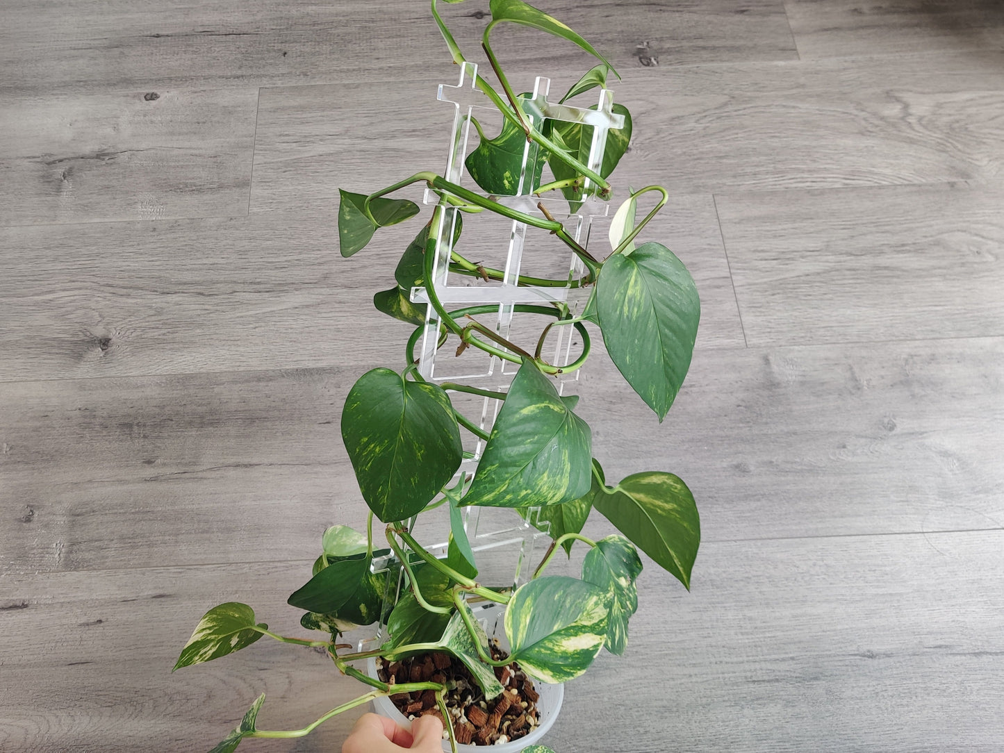 clear fence trellis with pothos plant