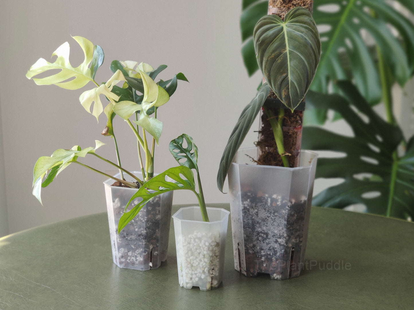 3 sizes of square plant pots used for houseplants