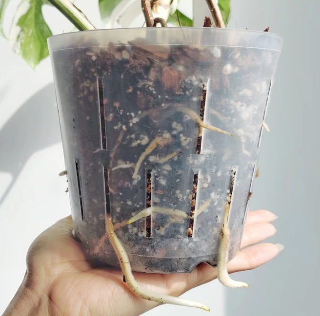 an example of a monstera plant's roots growing very well in a clear flexible plant pot