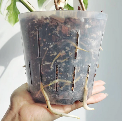 an example of a monstera plant's roots growing very well in a clear flexible plant pot
