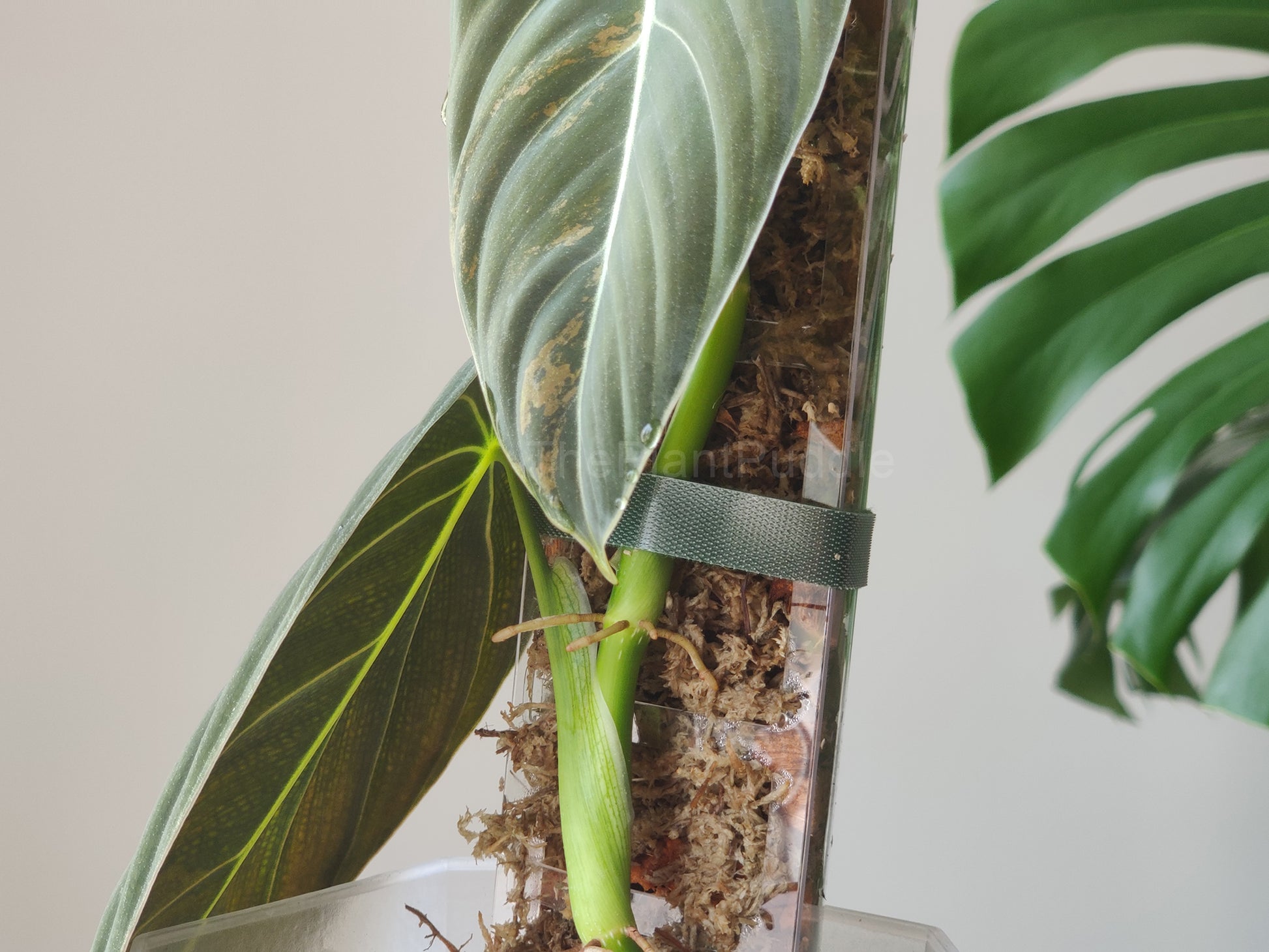close-up of a plant growing roots into a clear moss pole filled with sphagnum moss
