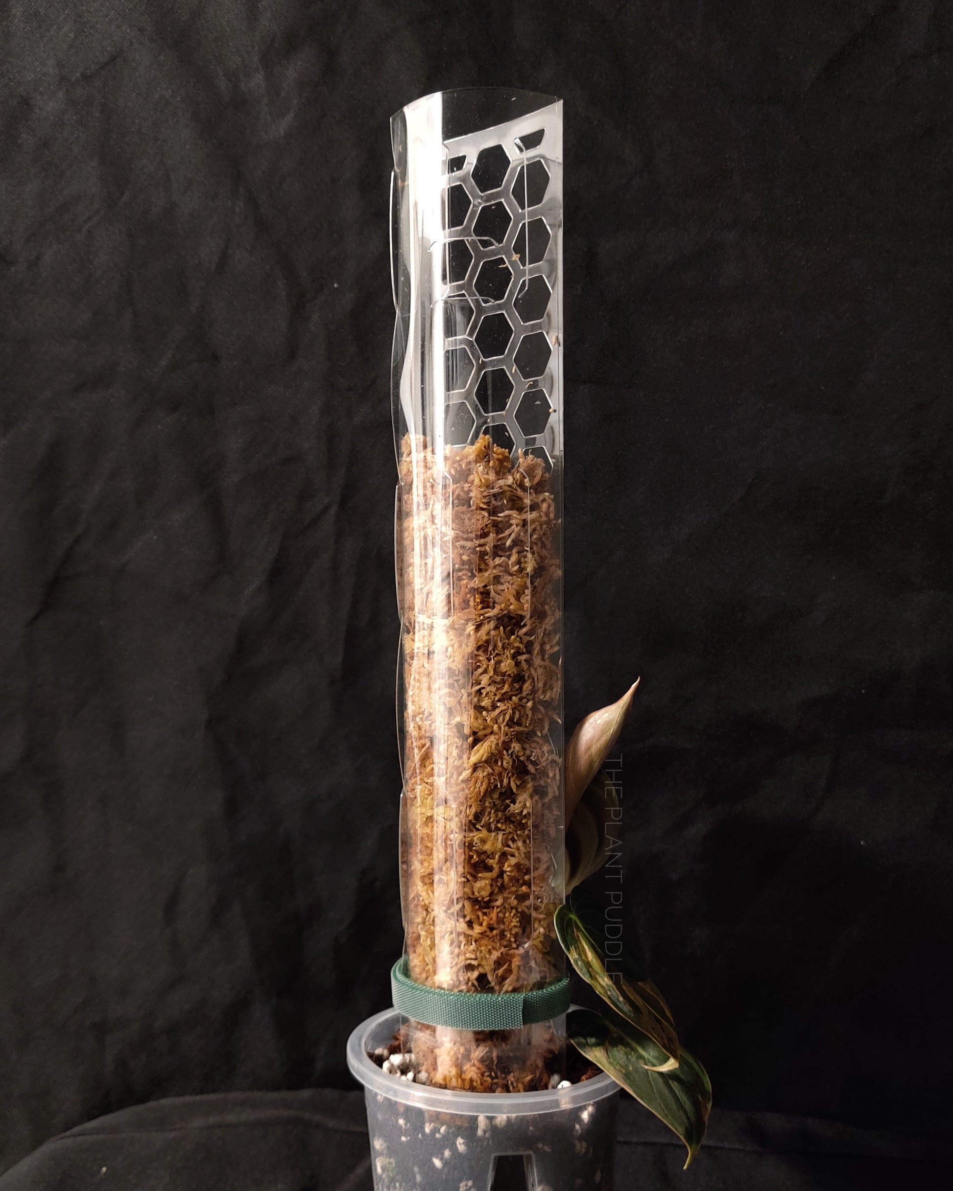 back of moss pole filled with sphagnum moss