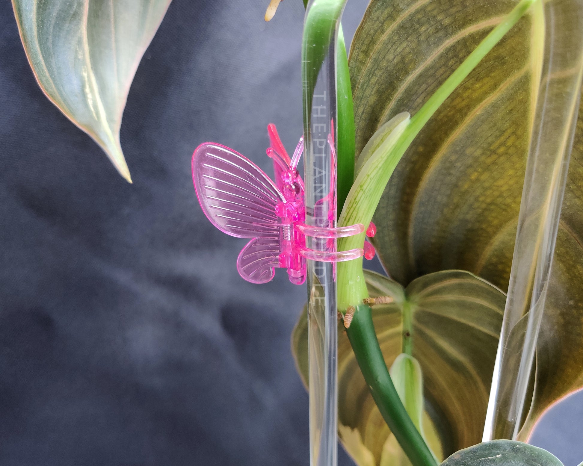 closeup of pink butterfly clip holding a philodendron plant to a clear trellis