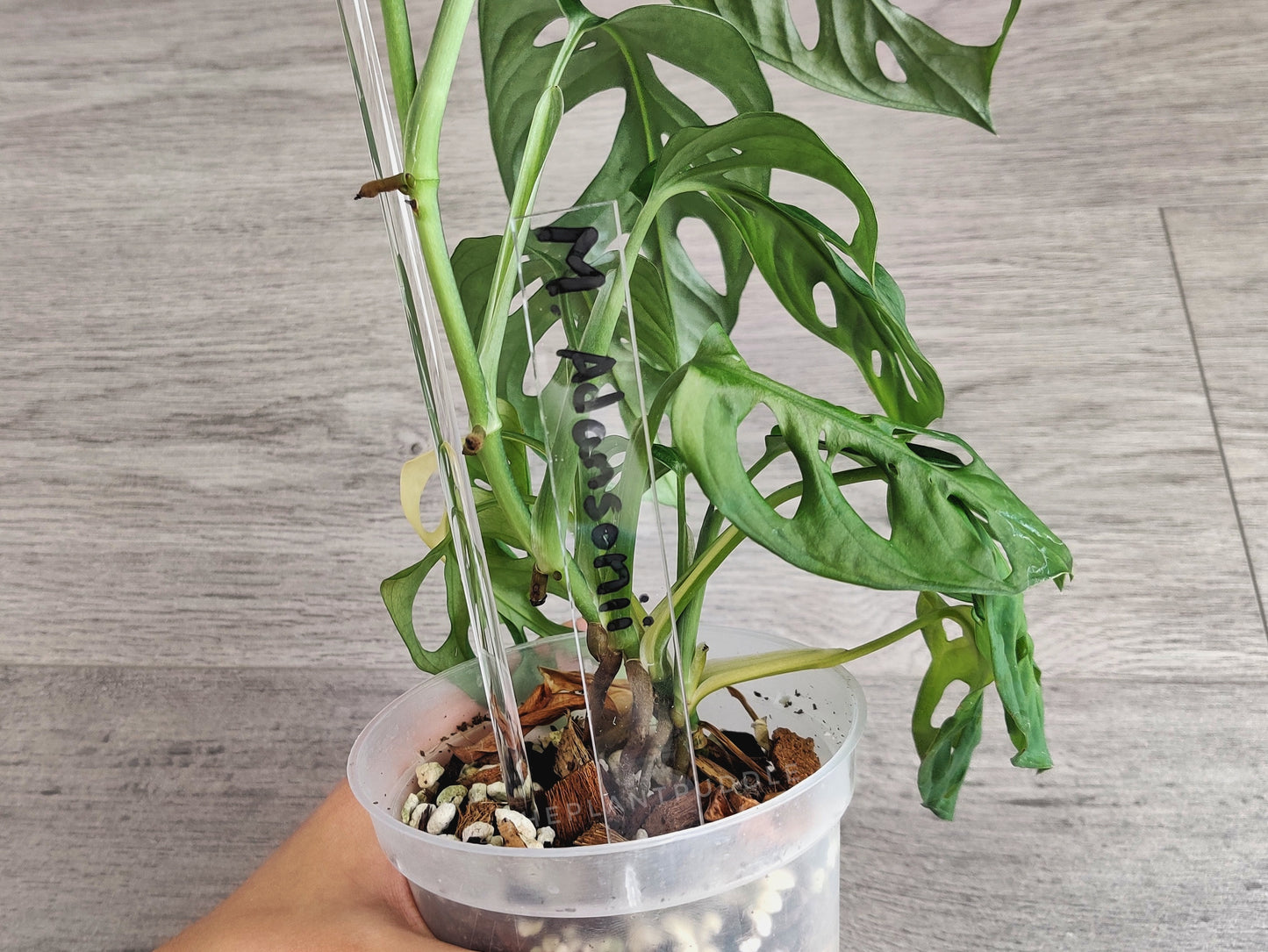 clear acrylic plant name tag in plant pot