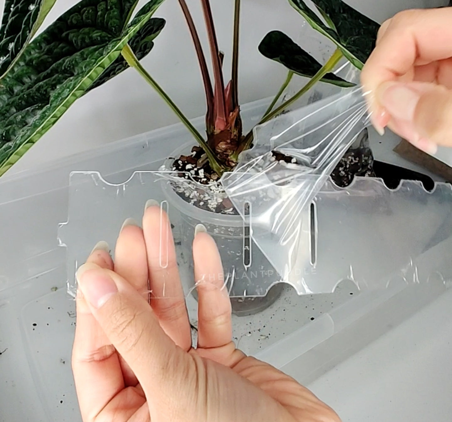 protective film being removed from a transparent plastic pot extender