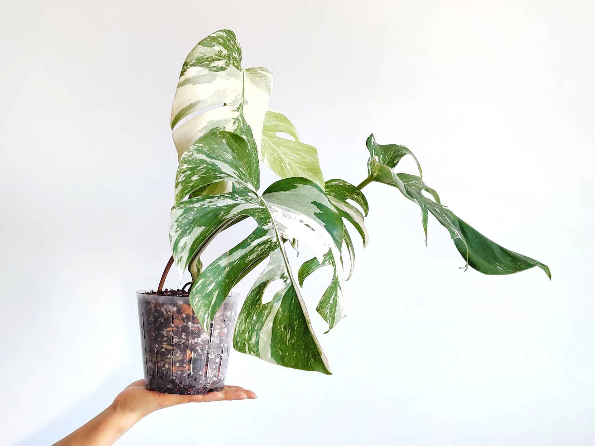 monstera albo plant in aroid mix and flexible clear pot