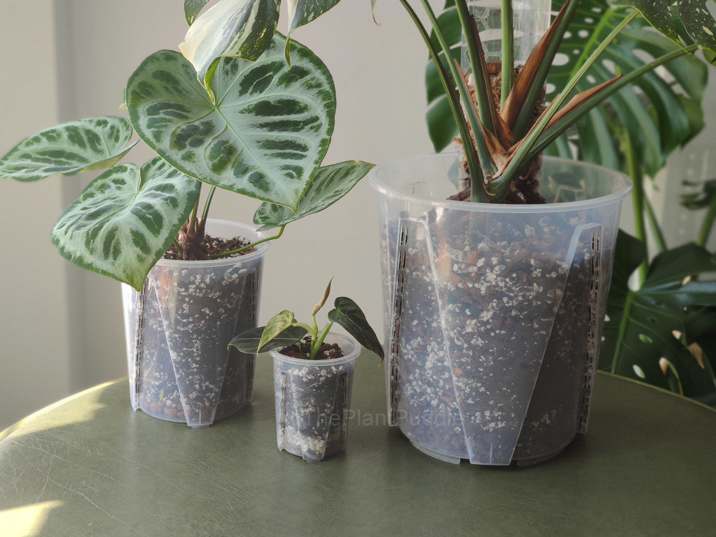 3 sizes of clear tall plant pots being used for anthurium, philodendron, and monstera plants