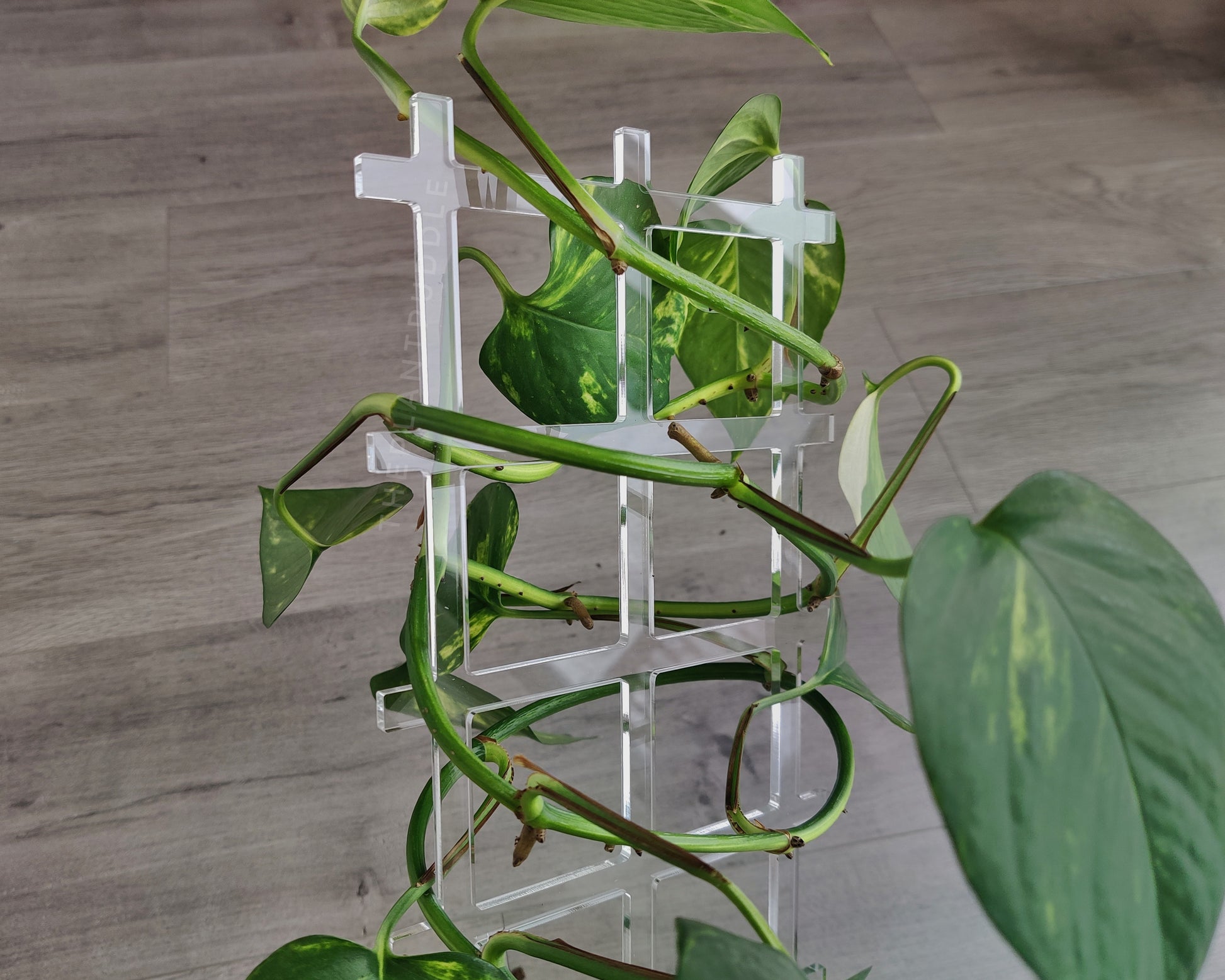 clear fence trellis closeup with pothos plant