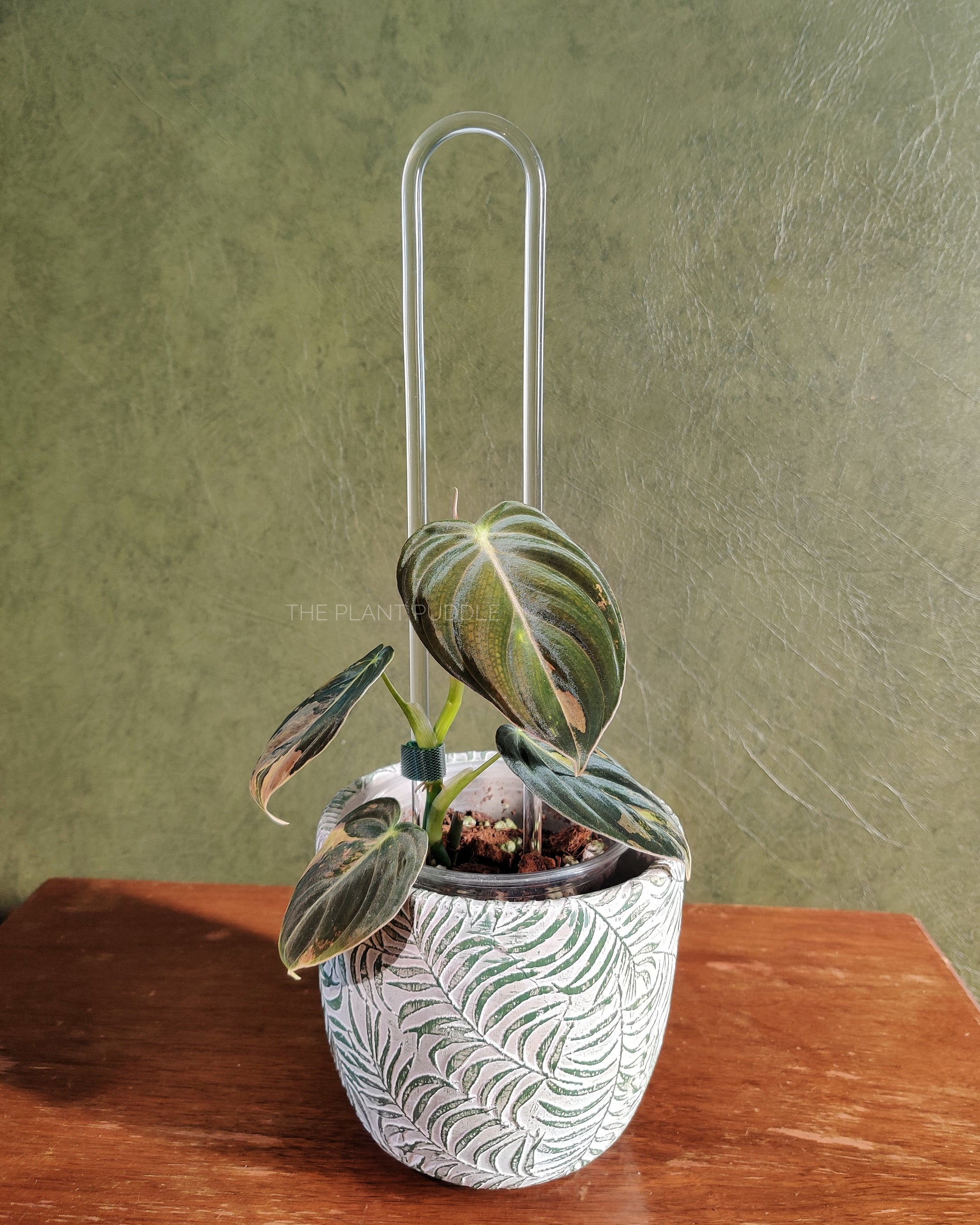 u-shaped trellis supporting a philodendron variegated melanochrysum