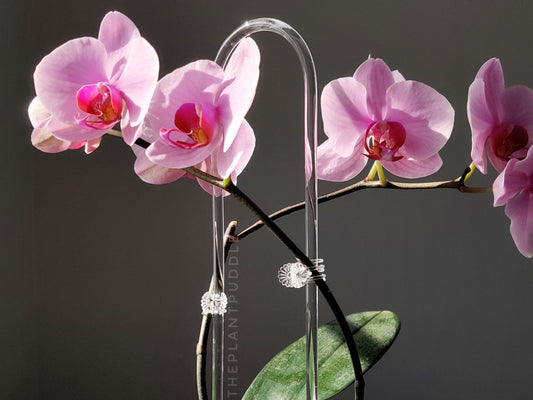 clear u shaped trellis supporting a pink orchid flower plant
