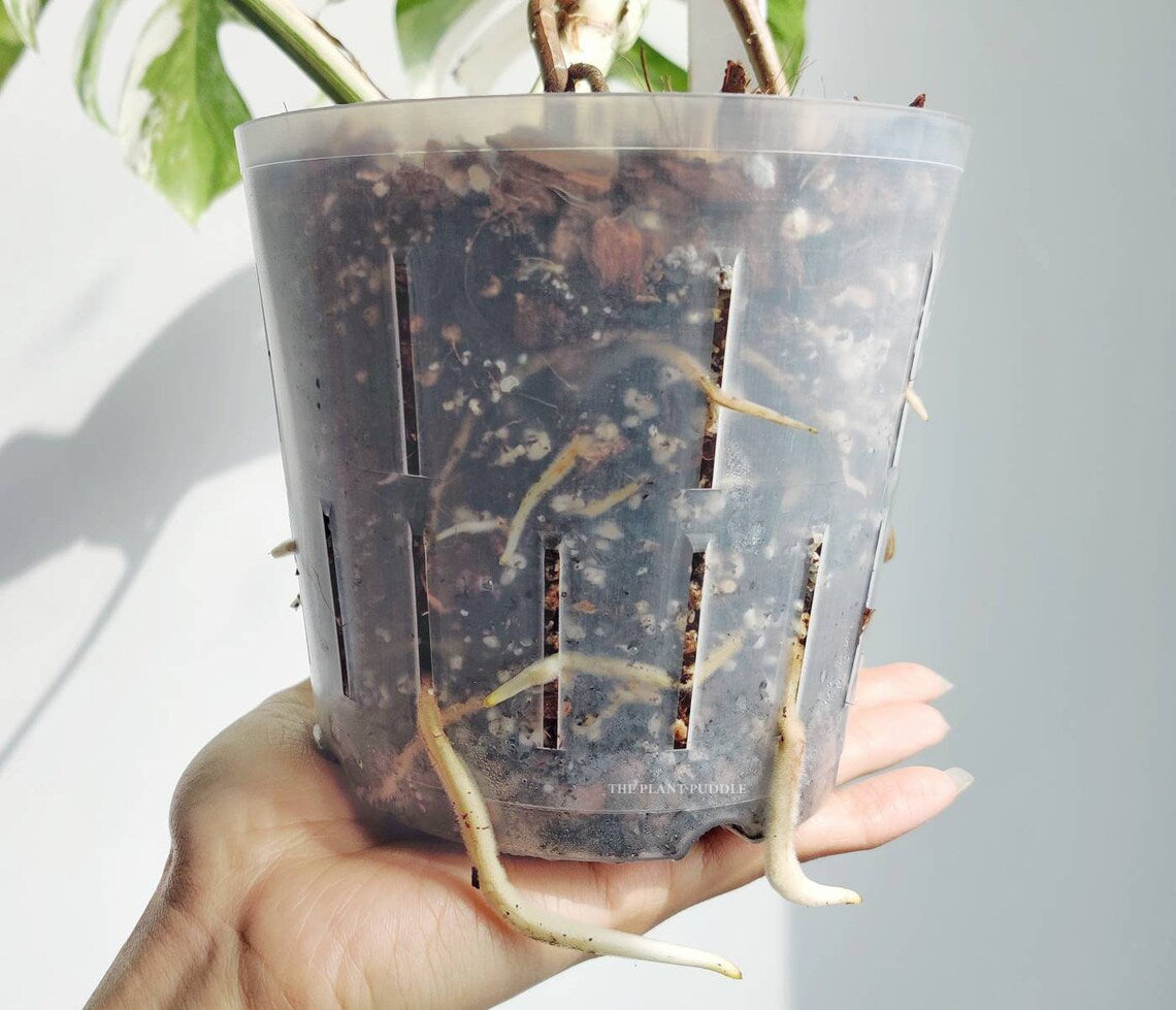 aroid mix used with flexible clear high drainage pot, showing off thriving roots